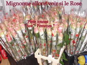 2 SAINT VALENTIN DANS LES FEUX DE L ACTION   (10)